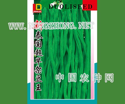 新泰国超早架豆王